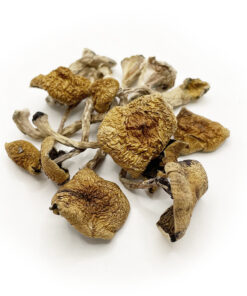 Mushrooms Spotlight