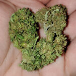 Purple Urkle