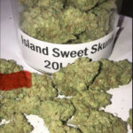 Island Sweet Skunk