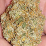 Golden Goat
