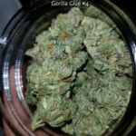 Gorilla Glue