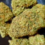 Purple Cream