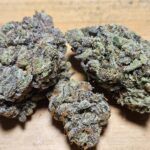 Blue Cherry