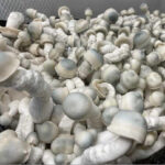 Albino Mushrooms