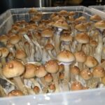 Gamma wave mushroom