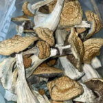 Golden Teacher mushrooms