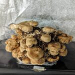 Shiitake Mushroom