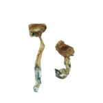 Texas Yellow Cap Magic Mushrooms