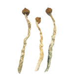 Arenal Volcano Magic Mushrooms