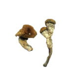 Amazonian Magic Mushrooms.