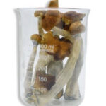 Blue Meanie magic mushrooms